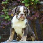 Old English Bulldog Adult Dog Willy J