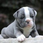 Old English Bulldog Adult Dog Winnie