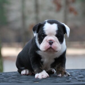 Old English Bulldog Adult Dog Winnie