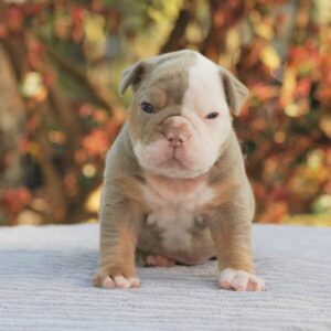 Old English Bulldog Adult Dog Wolfie