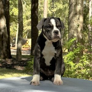 Old English Bulldog Puppy 