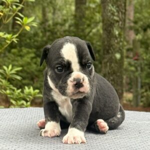 Old English Bulldog Adult Dog Wren