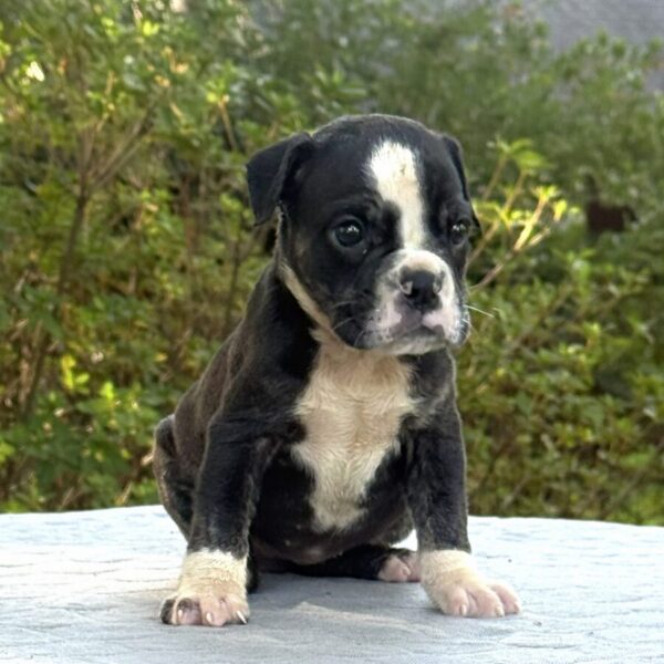 Old English Bulldog Adult Dog Wren