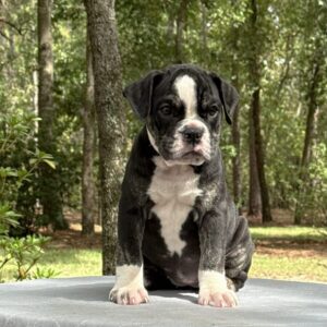 Old English Bulldog Puppy 