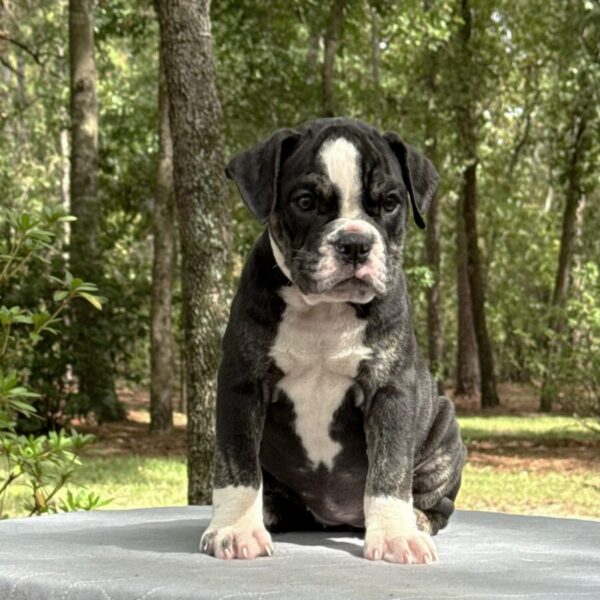 Old English Bulldog Adult Dog Wren
