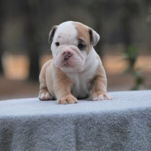 Old English Bulldog Adult Dog Wrigley