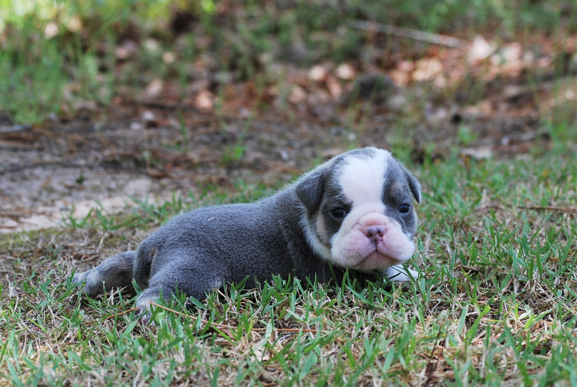 ziggy3ws4 - Olde South Bulldogges