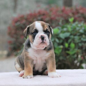 Old English Bulldog Adult Dog Zori