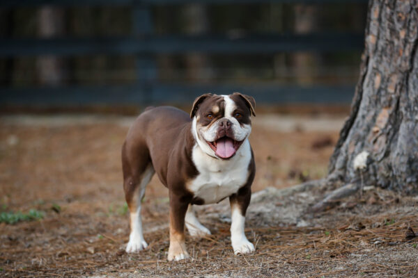 Old English Bulldog Adult Dog Mae