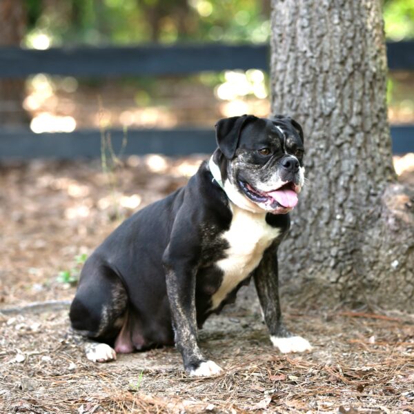 Old English Bulldog Adult Dog Roxie