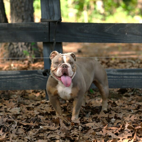 Old English Bulldog Adult Dog Sandi Cheeks