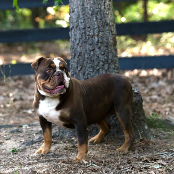 Old English Bulldog Adult Dog Gerty