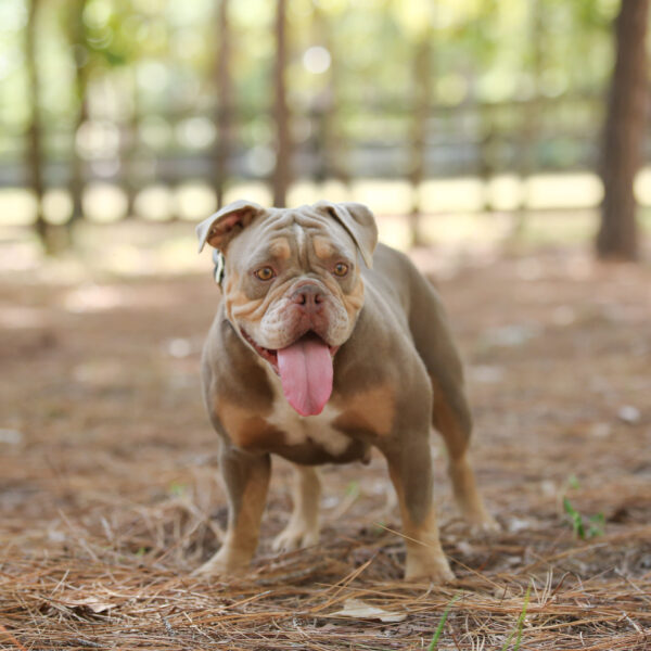 Old English Bulldog Adult Dog Angel
