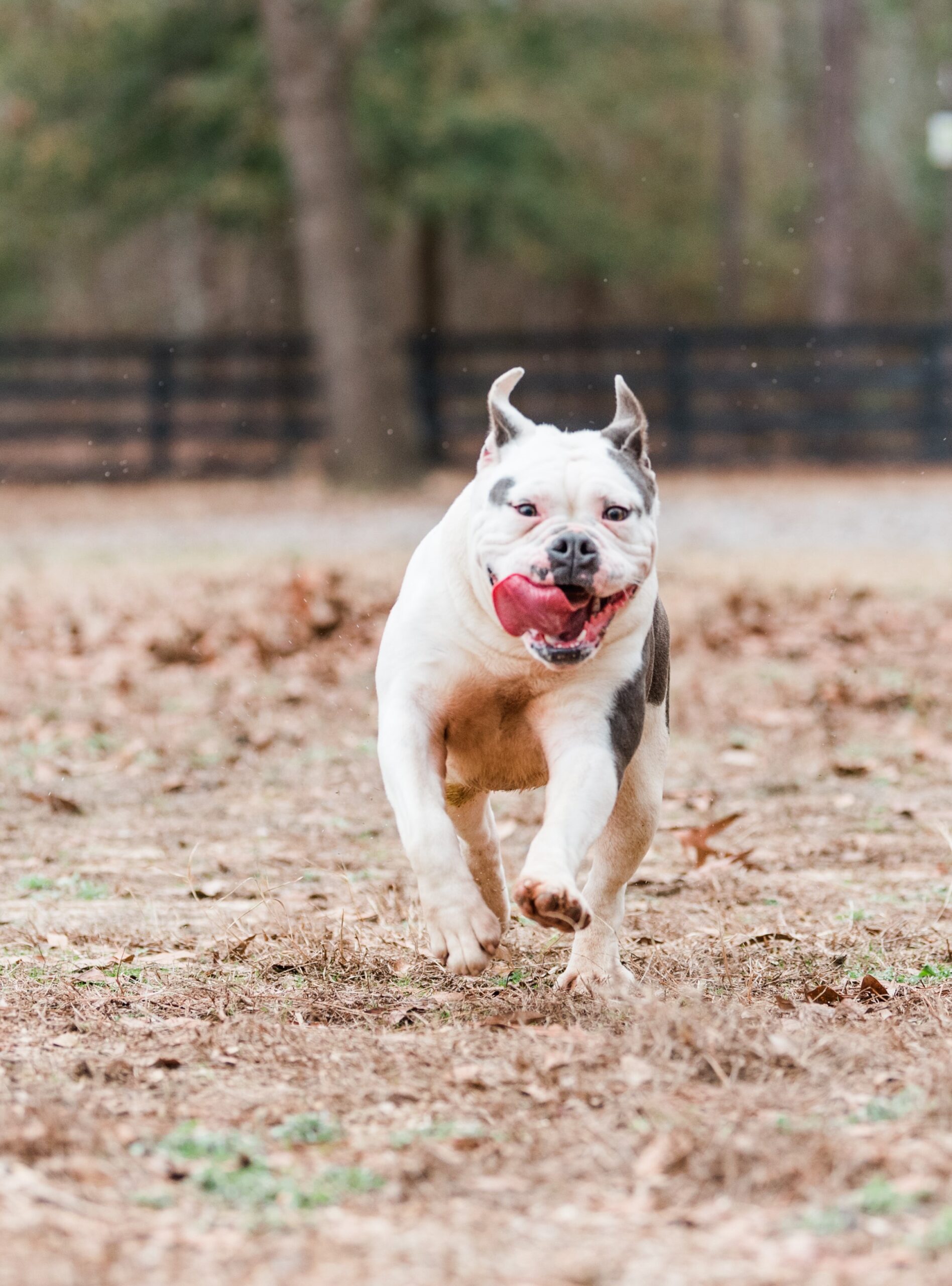 Dixie Girl