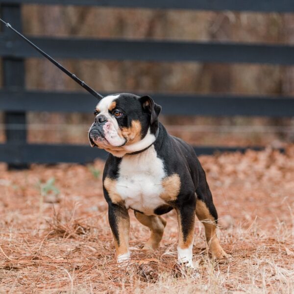 Old English Bulldog Adult Dog Oscar